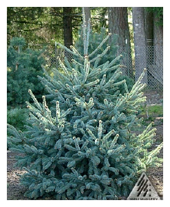 PICEA glauca 'Coerulea'